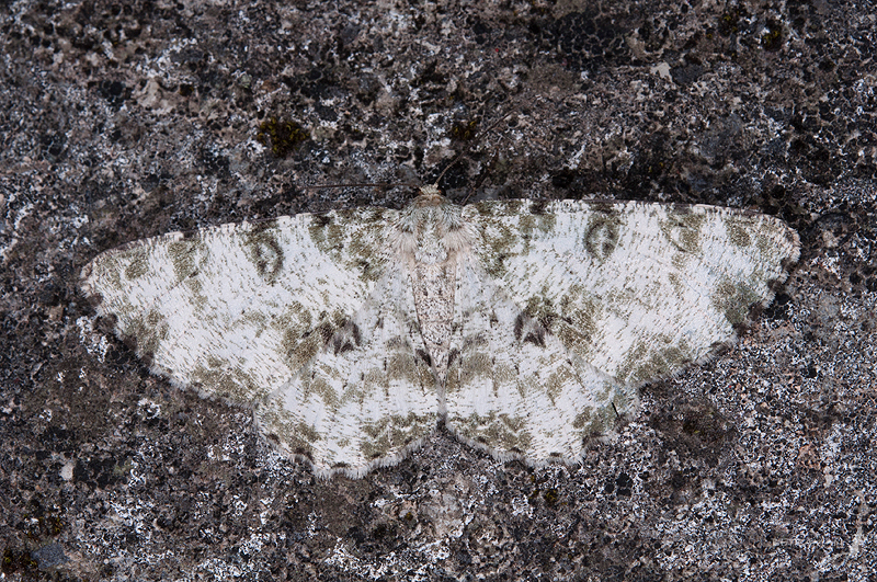 Parapercnia albosignaria