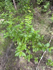 Geniostoma ligustrifolium ligustrifolium