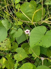 Ipomoea muricata