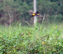Pseudoleistes guirahuro