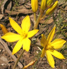 Bulbine bulbosa