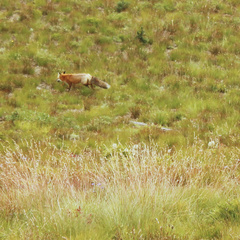 Vulpes vulpes cascadensis