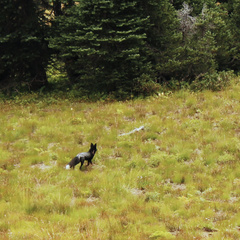 Vulpes vulpes cascadensis
