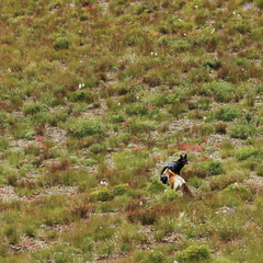 Vulpes vulpes cascadensis