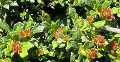 Dodonaea procumbens