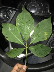Aesculus parviflora