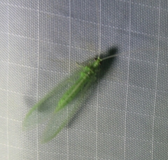 Chrysopa quadripunctata