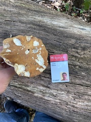 Polyporus radicatus