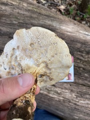 Polyporus radicatus
