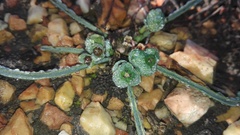 Euphorbia silenifolia