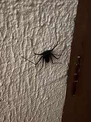Phrynus operculatus