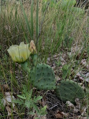 Opuntia humifusa