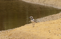 Charadrius wilsonia