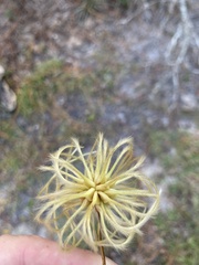 Clematis reticulata