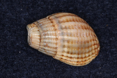 Tritia reticulata