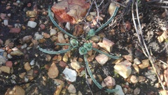Euphorbia silenifolia