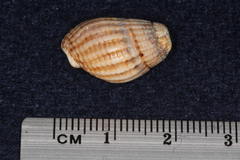Tritia reticulata