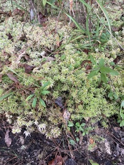 Sphagnum affine