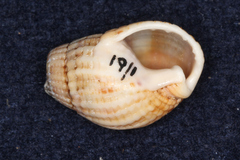 Tritia reticulata