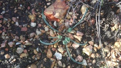 Euphorbia silenifolia