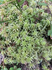 Sphagnum affine