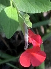 Pyrausta inornatalis