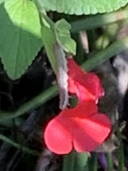 Pyrausta inornatalis