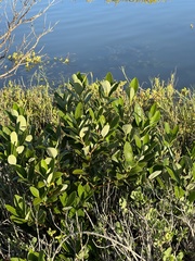 Avicennia germinans