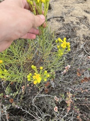 Ericameria linearifolia