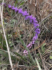 Liatris pilosa