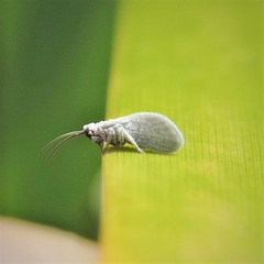 Coniopterygidae