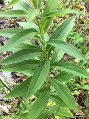 Solidago canadensis canadensis