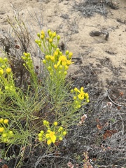 Ericameria linearifolia