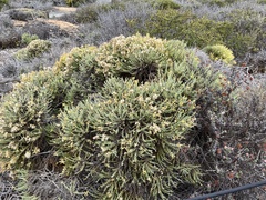 Ericameria ericoides