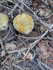 Gemmatae