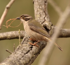 Melithreptus brevirostris