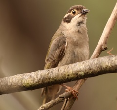 Melithreptus brevirostris