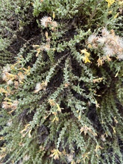 Ericameria ericoides