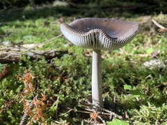Amanita pachycolea