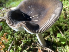 Amanita pachycolea
