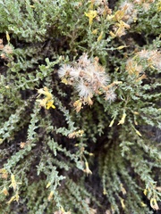 Ericameria ericoides