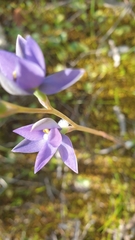 Thelymitra megcalyptra