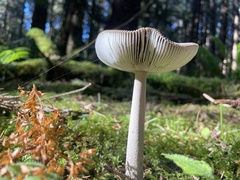 Amanita pachycolea