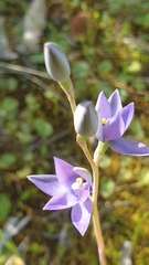 Thelymitra megcalyptra