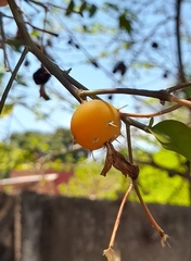Pereskia aculeata