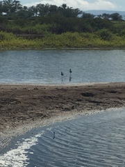 Himantopus mexicanus knudseni