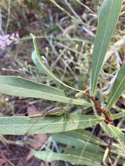 Odontoxiphidium apterum