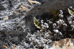 Myriopteris gracilis