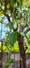 Pereskia aculeata