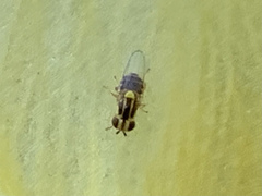 Thaumatomyia glabra